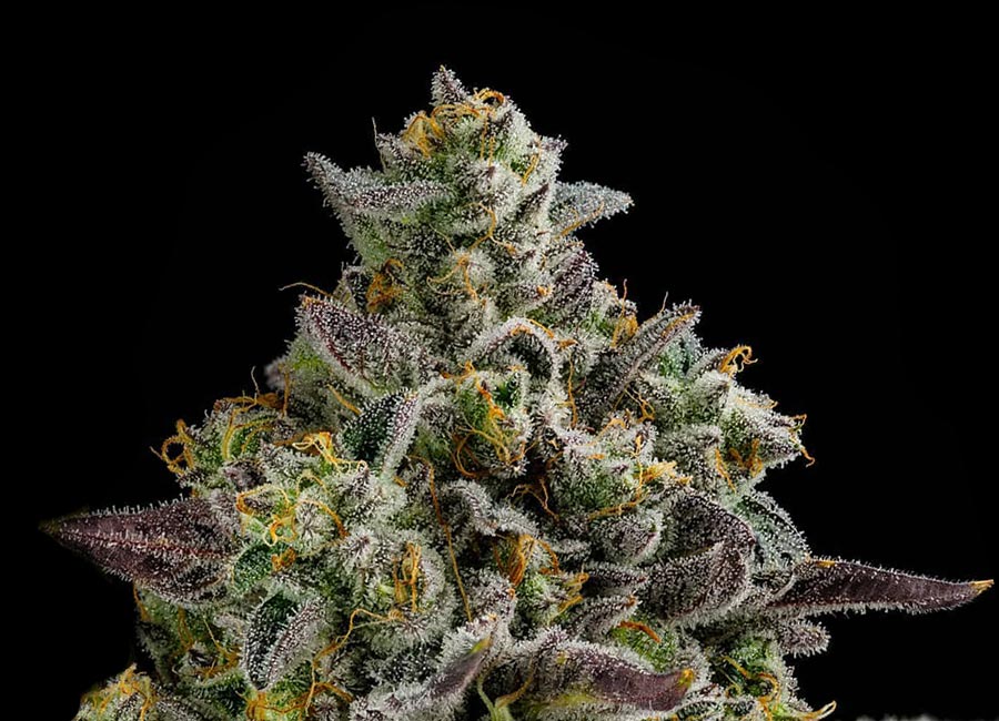 Cannabis Plant Up Close