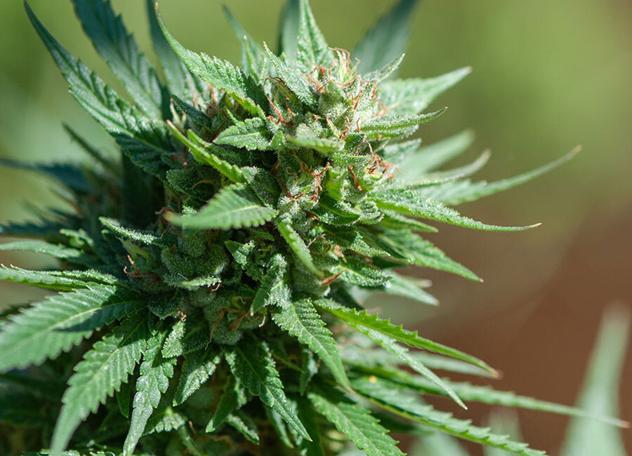 Landrace Strains Growing Cannabis Plant