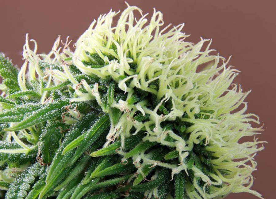 Inbred Cannabis Plant Up Close