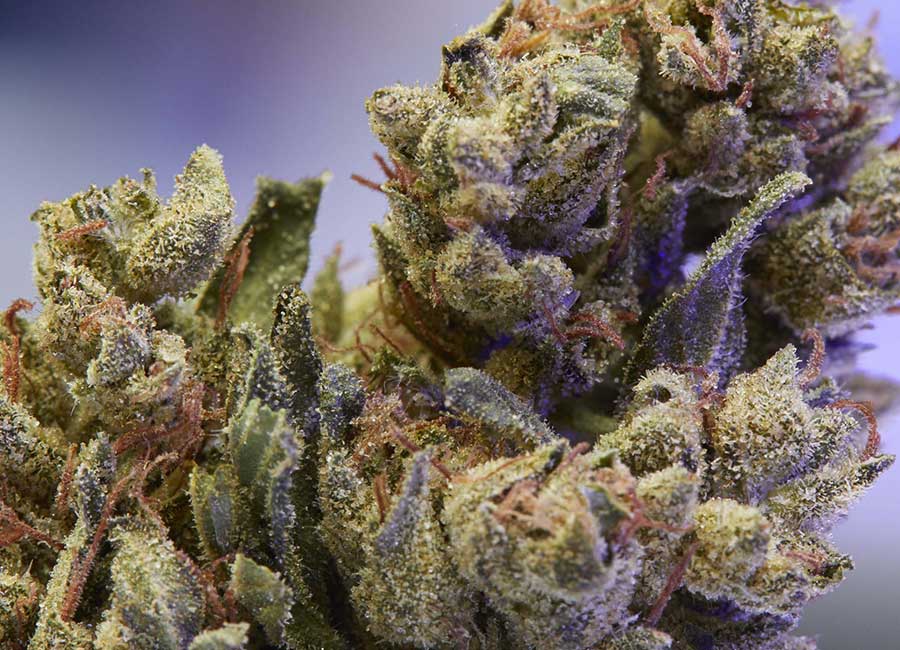 Cannabis Buds, OG Strains Nug 