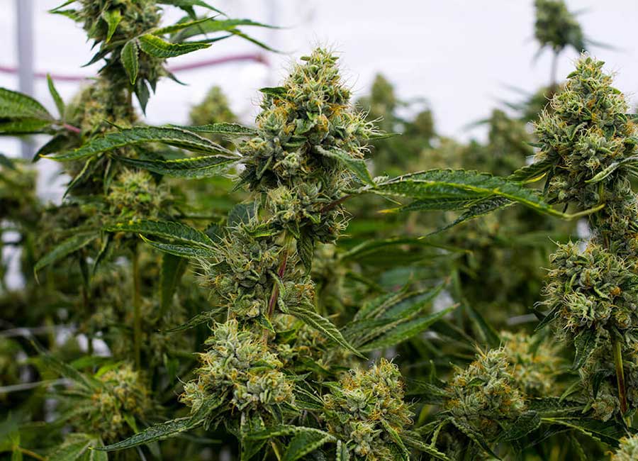 Growing Cannabis Plants Indoors