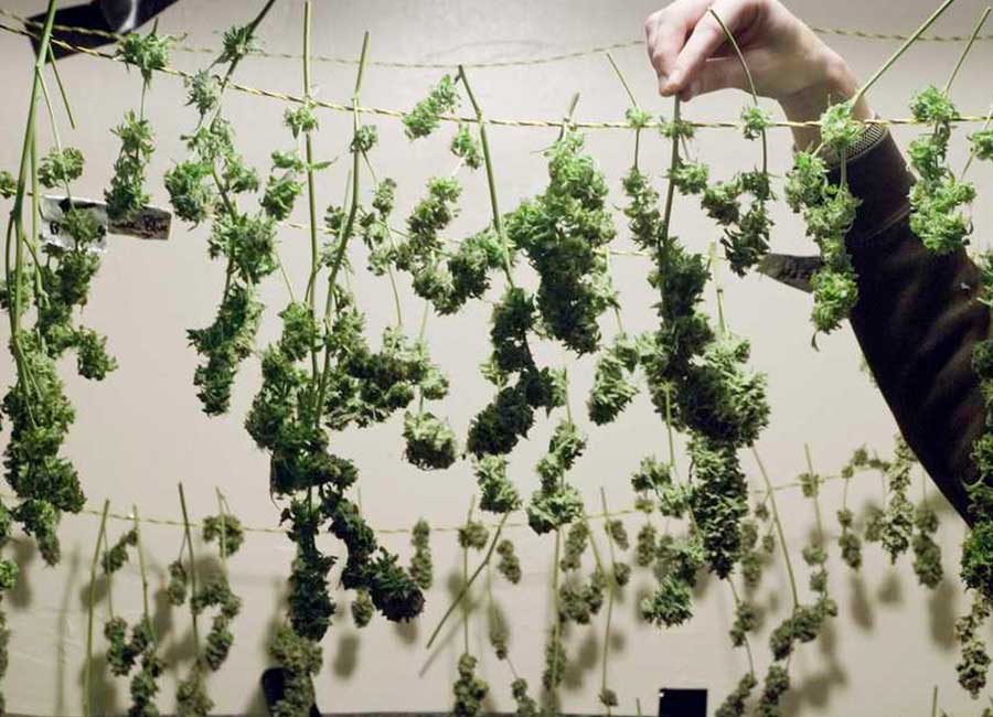 Hanging Cannabis