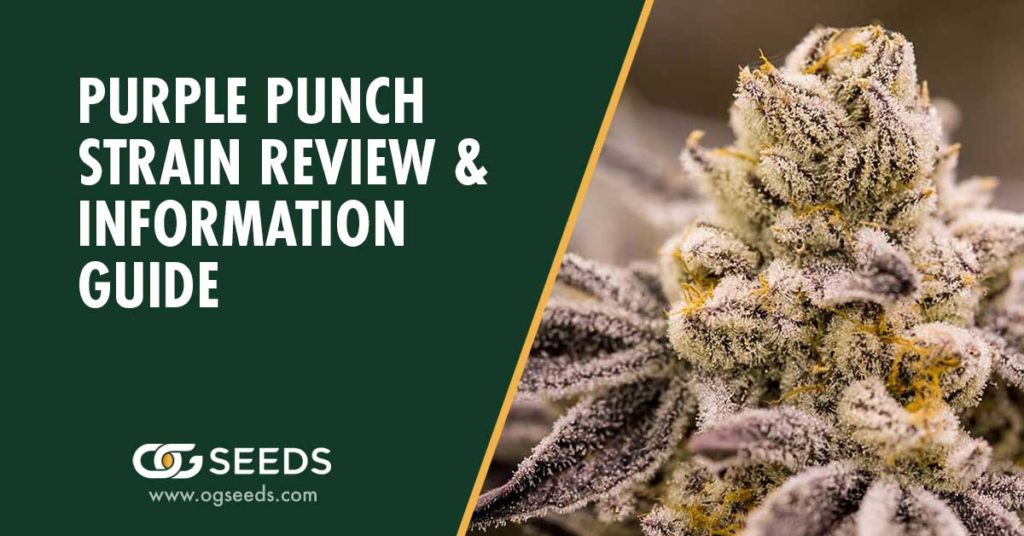 Purple Punch Strain - The Ultimate Strain Review & Information Guide