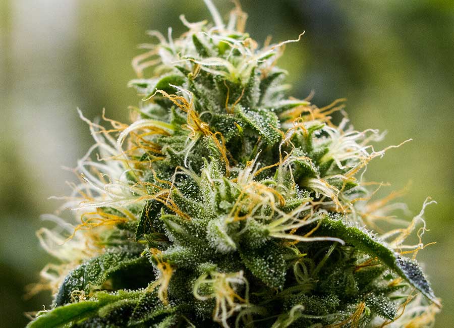 Growing Cannabis Plants