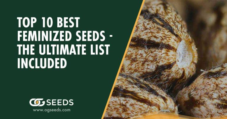 Top 10 Best Feminized Seeds - The Ultimate List Included