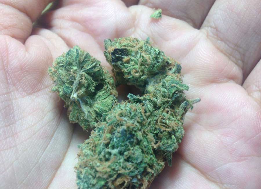 Cannabis Bud in Hand