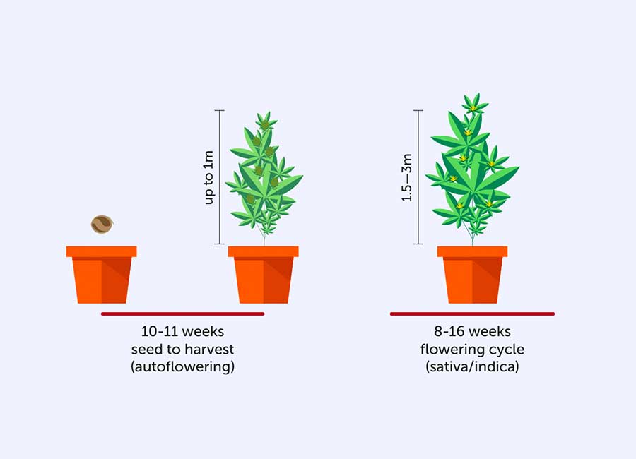 Growing Autoflower Cannabis Seeds