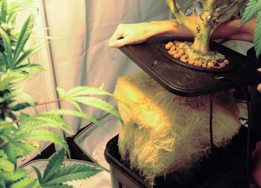 Best Nutrients for Hydroponic Cannabis Growing