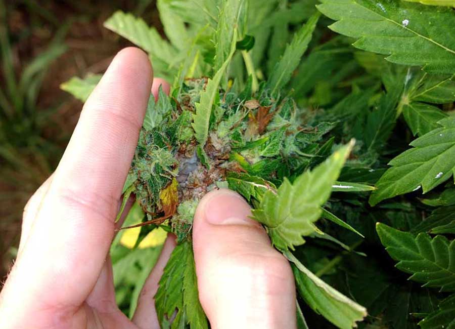 How to remove Bud Rot