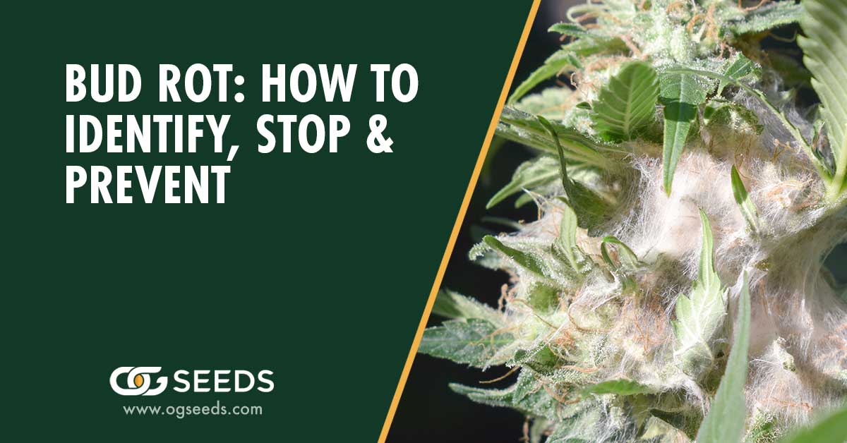 Bud Rot: How to Identify, Stop & Prevent