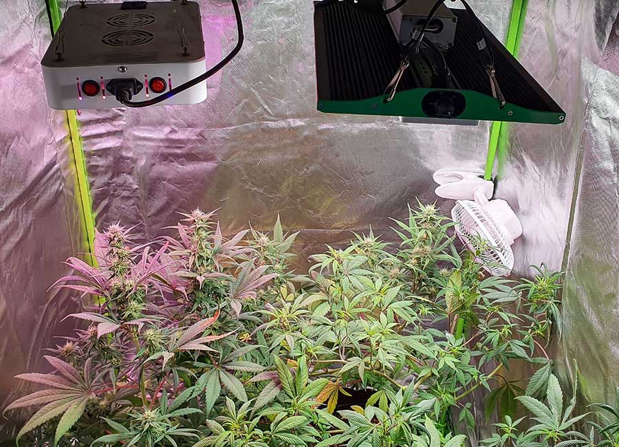 Cannabis Tent with Growing Cannabis