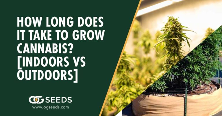 How Long Does It Take To Grow Cannabis? [Indoors Vs Outdoors]