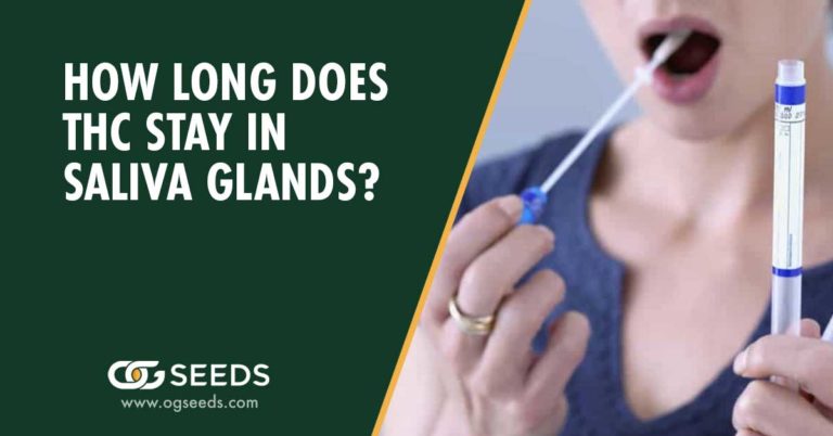 How Long Does THC Stain In Saliva Glands
