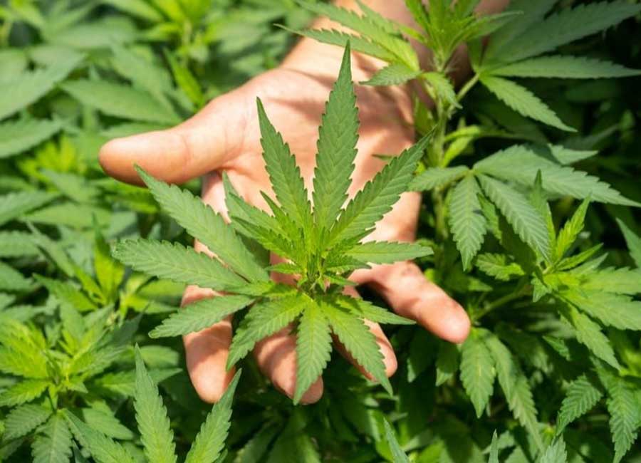 cloning Cannabis