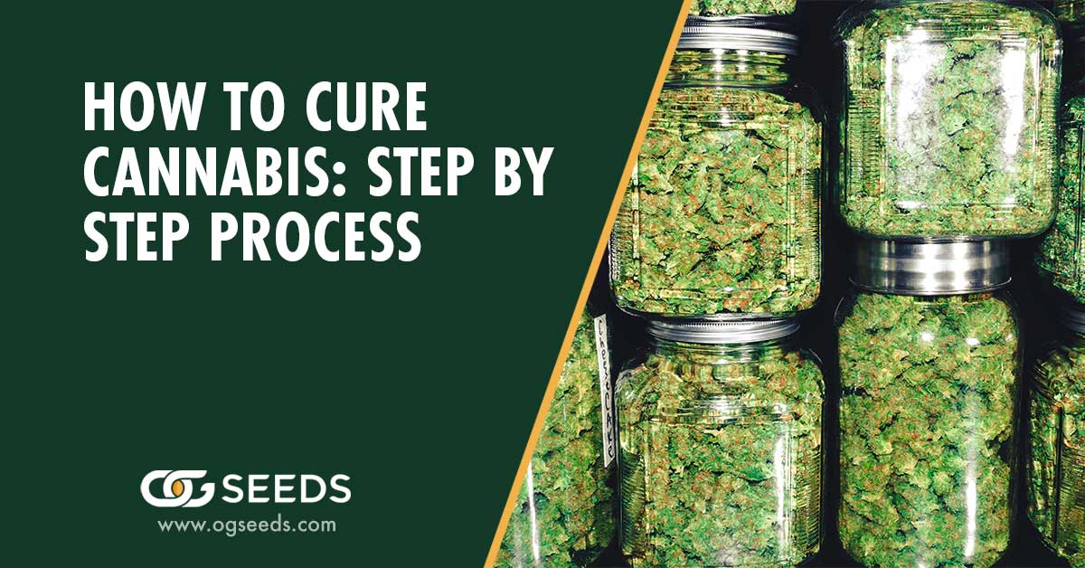 How to Cure Cannabis: Step by Step Process