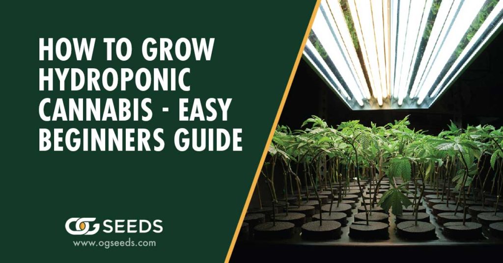How to Grow Hydroponic Cannabis - Easy Beginners guide