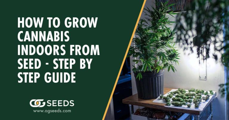 How to Grow Cannabis Indoors from Seed - Step by Step Guide
