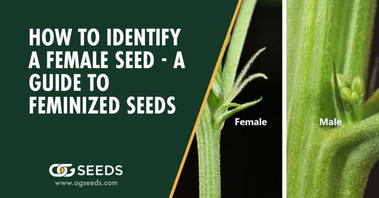 How to Identify a Female Seed - A Guide to Feminized Seeds