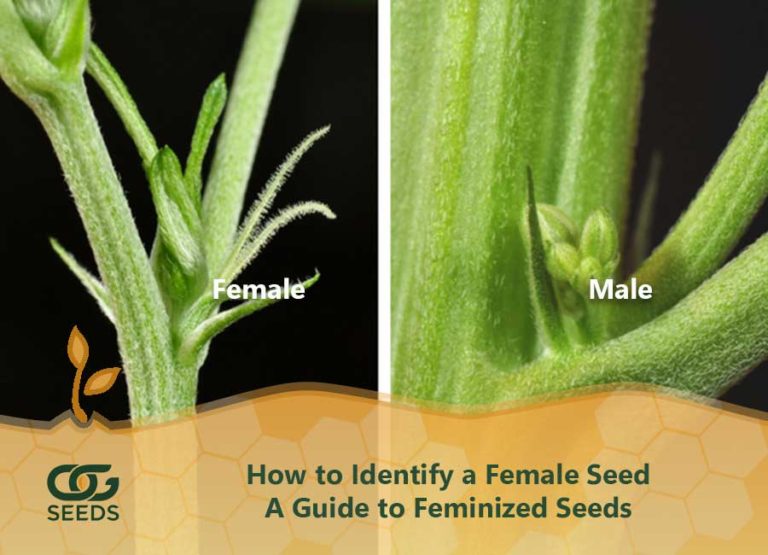 How to Identify a Female Seed - A Guide to Feminized Seeds