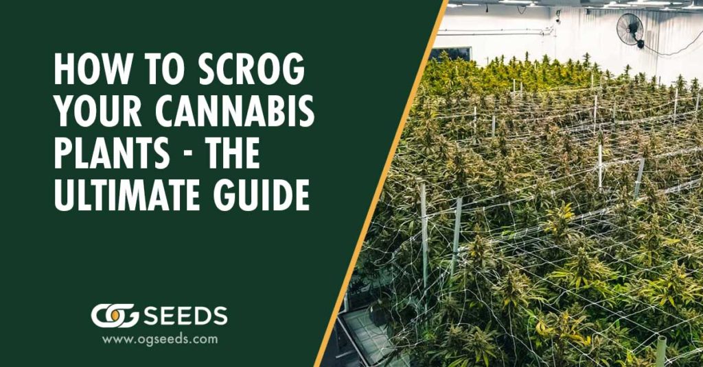 How to scrog your Cannabis plants