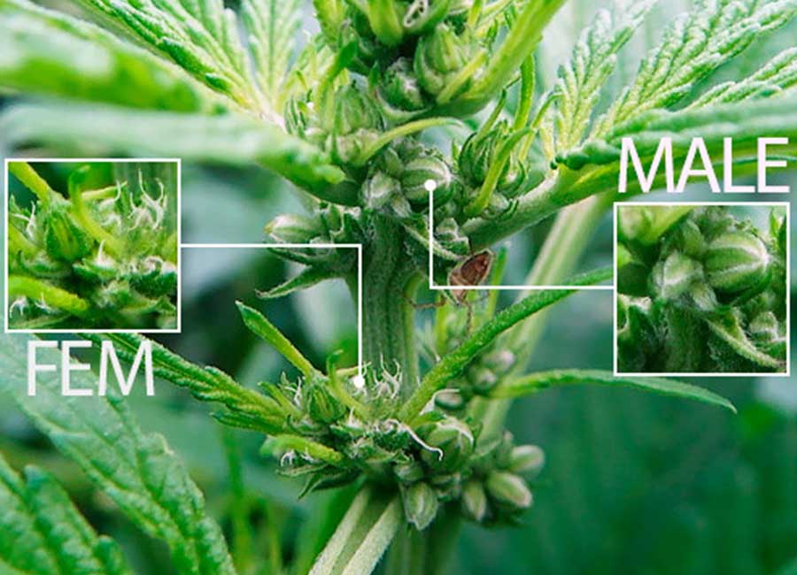 Male Female Hermaphrodite Cannabis Plant