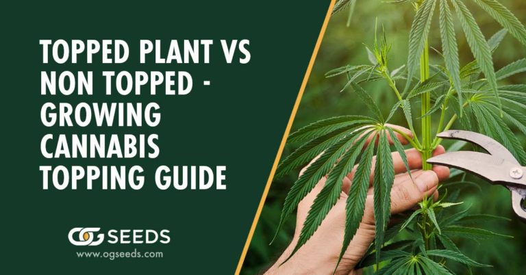 Topped Plant Vs Non Topped - Growing Cannabis Topping Guide