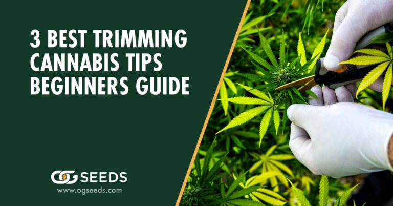 3 BEST TRIMMING CANNABIS TIPS: BEGINNERS GUIDE
