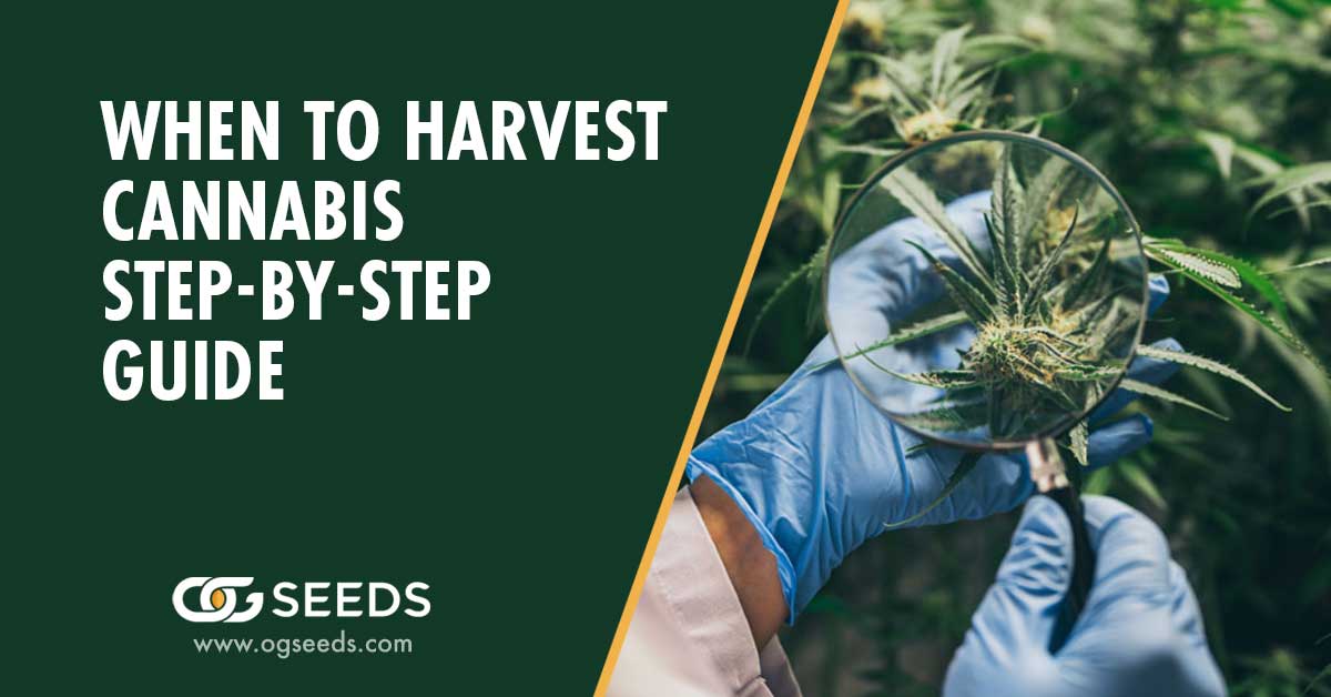 When to Harvest Cannabis Step-by-Step Guide