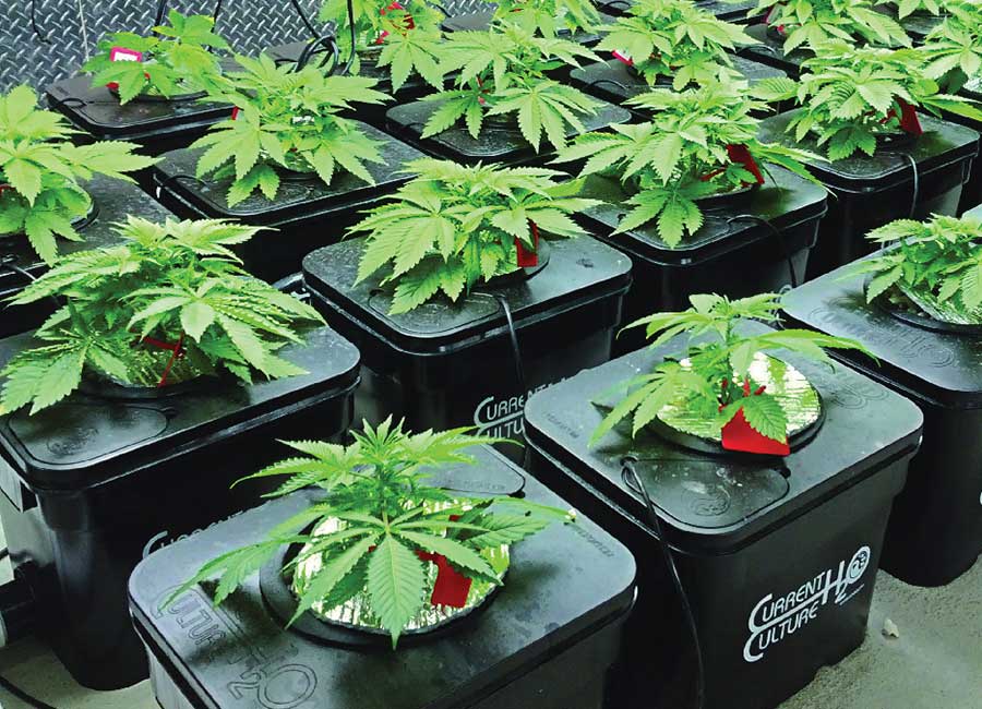 Why Should I Grow Hydroponic Cannabis