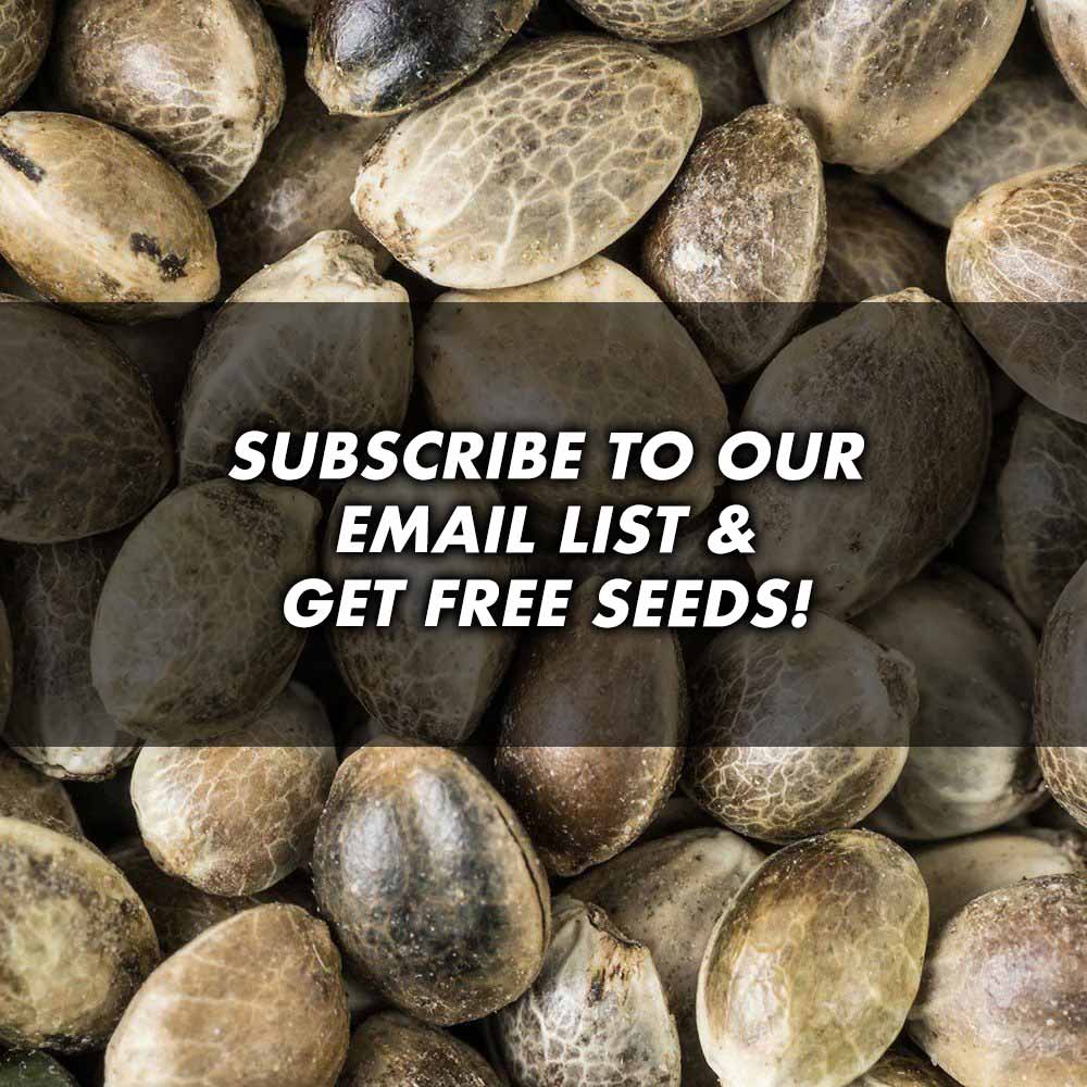 subscribe for free cannabis seeds