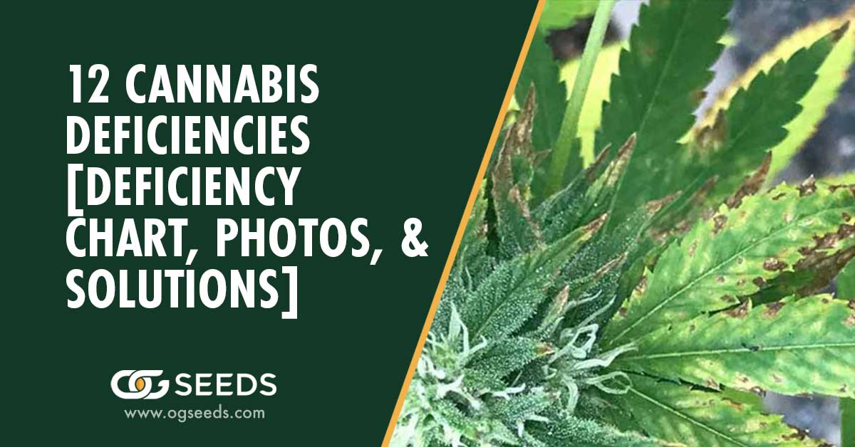 12 Cannabis Deficiencies [Deficiency Chart, Photos, & Solutions]