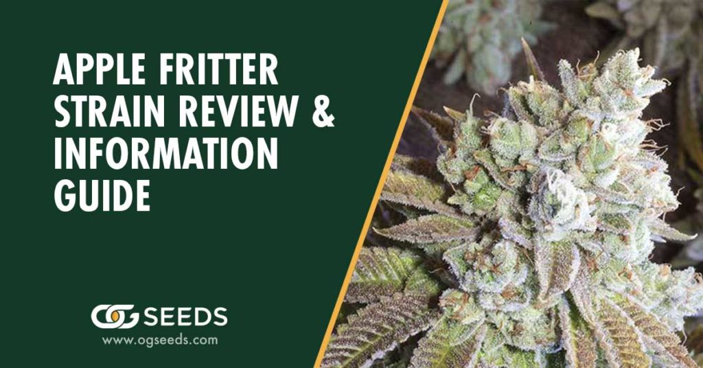 Apple Fritter Strain Review && Information Guide