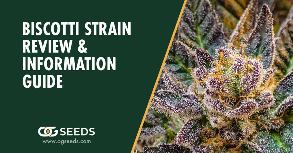 Biscotti Strain – The Ultimate Strain Review & Information Guide