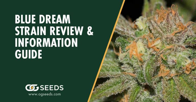 Blue Dream Strain - The Ultimate Strain Review & Information Guide