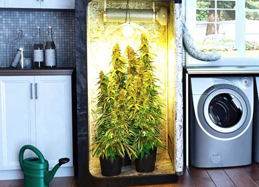 Cannabis Growing Room