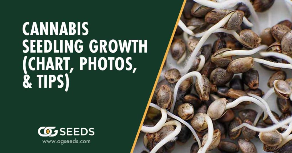 Cannabis Seedling Growth (Chart, Photos, & Tips)