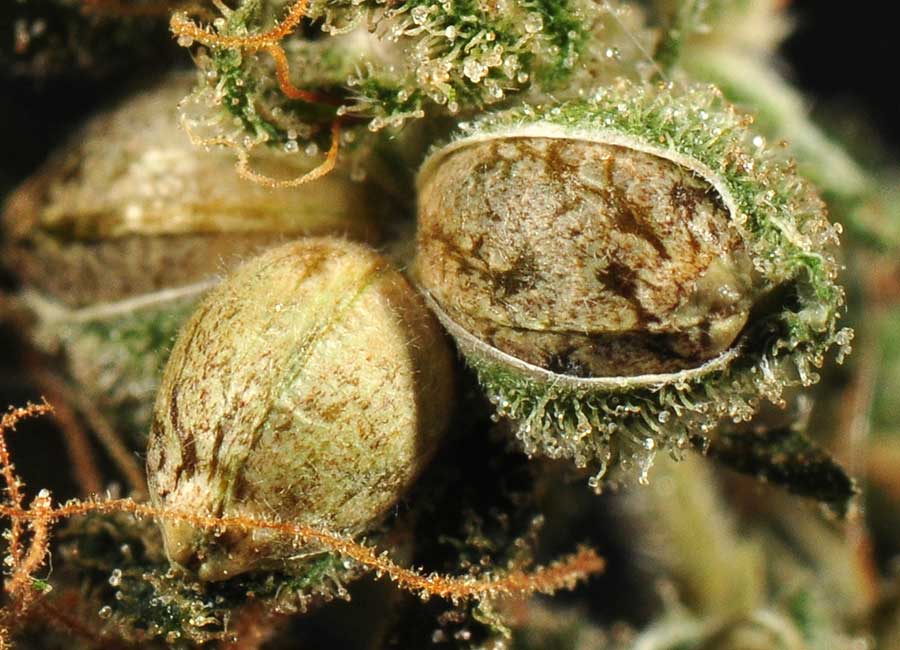 Cannabis Seed Growth