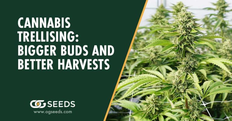 Cannabis Trellising: Bigger Buds and Better Harvests