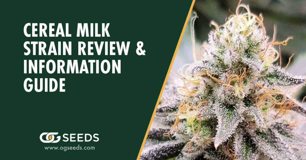 Cereal Milk Strain - The Ultimate Strain Review & Information Guide