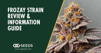 Frozay Strain Review & Information Guide