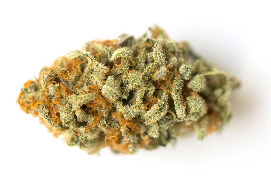 GMO Cookies Cannabis Bud