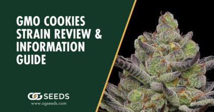 GMO Cookies Strain Review