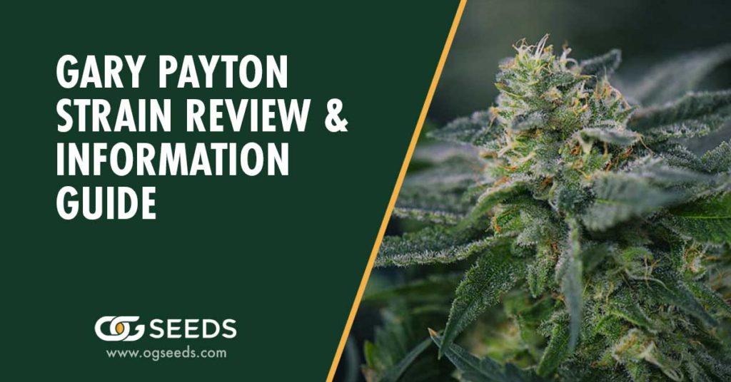 Gary Payton Strain Review & Information Guide