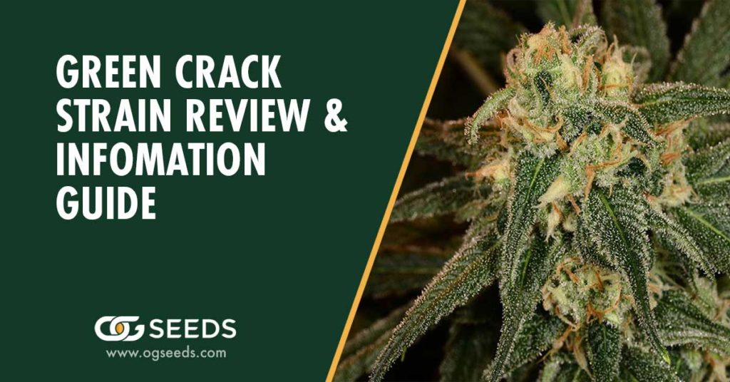 Green Crack Strain - The Ultimate Strain Review & Information Guide