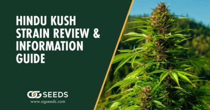 Hindu Kush Strain -The Ultimate Strain Review & Information Guide