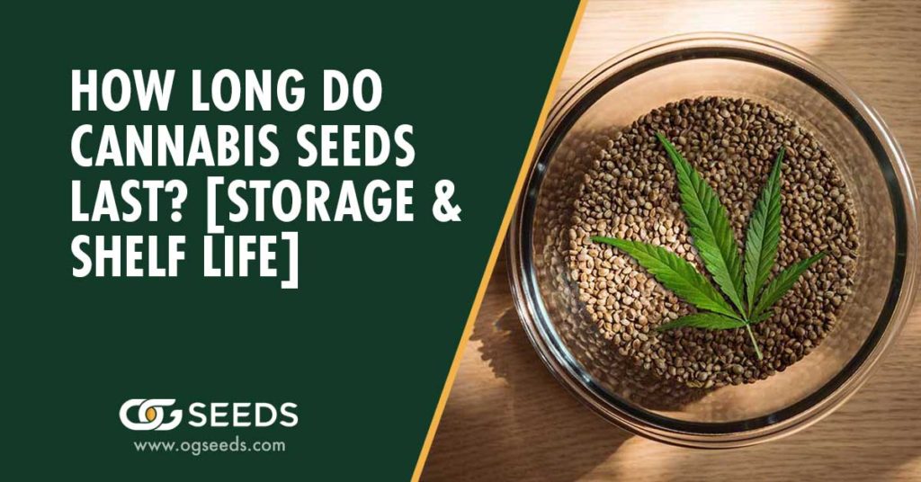 How Long Do Cannabis Seeds Last? (Storage & Shelf Life)