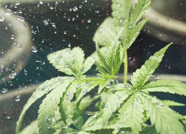 How To Water Cannabis Plants [The Ultimate Watering Guide]