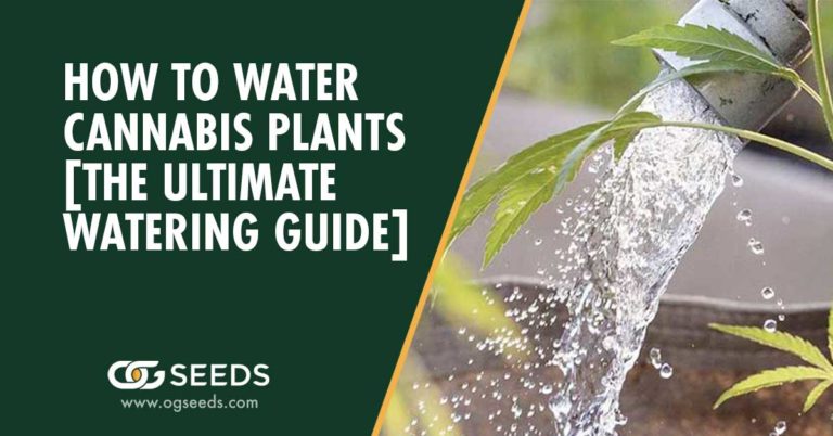 How to Water Cannabis Plants [The Ultimate Watering Guide]