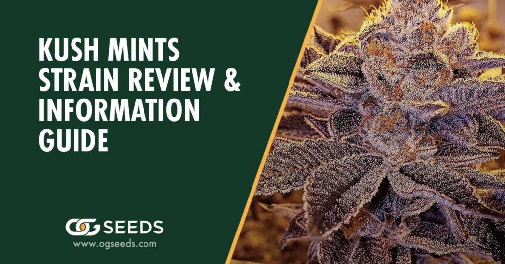 Kush Mints Strain - The Ultimate Strain Review & Information Guide