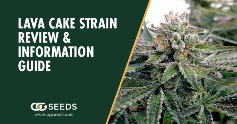 Lava Cake Strain - The Ultimate Strain Review & Information Guide